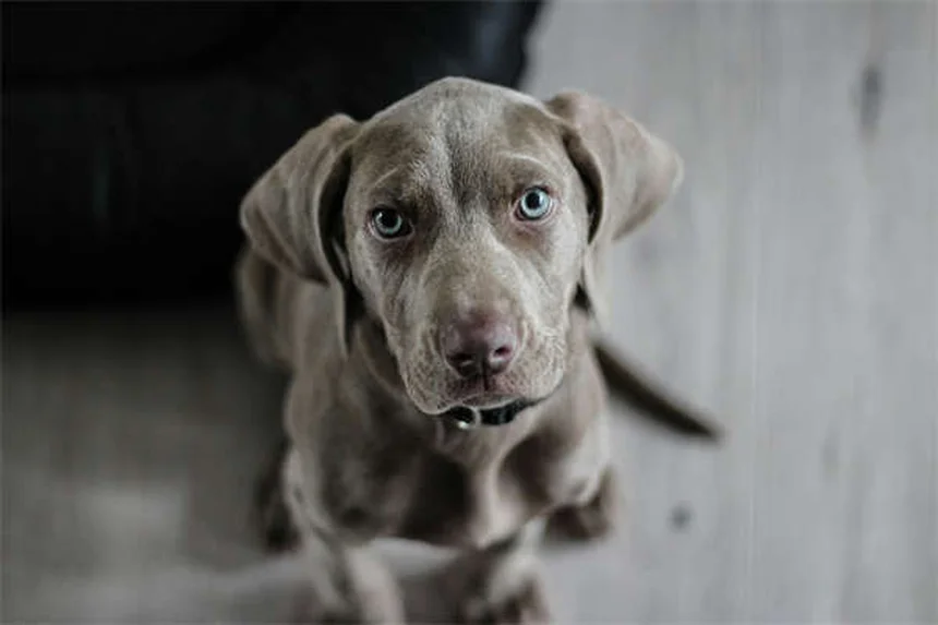 Why Is My Dog Pressing Their Head Against the Wall? 5 Warning Signs