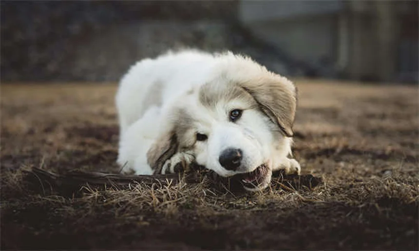 Dog Body Language: 5 Signs You're Misreading Your Pup