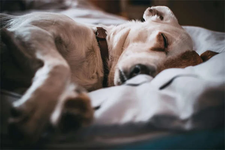 Dog Body Language: 5 Signs You're Misreading Your Pup