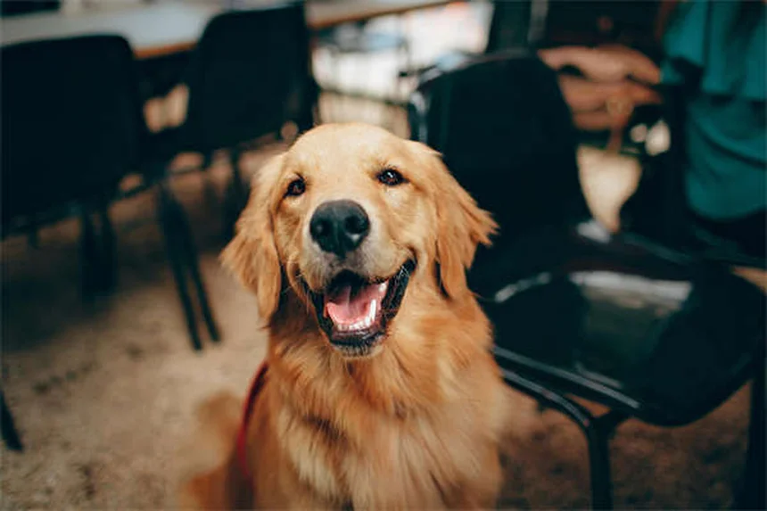Bringing Home a New Puppy: Essential Tips for First-Time Owners
