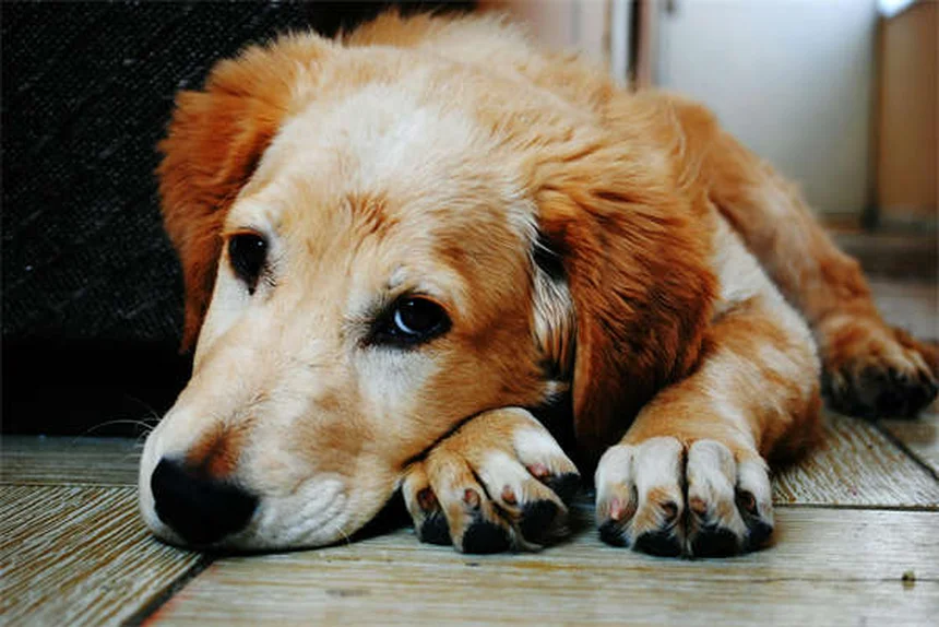 Bringing Home a New Puppy: Essential Tips for First-Time Owners
