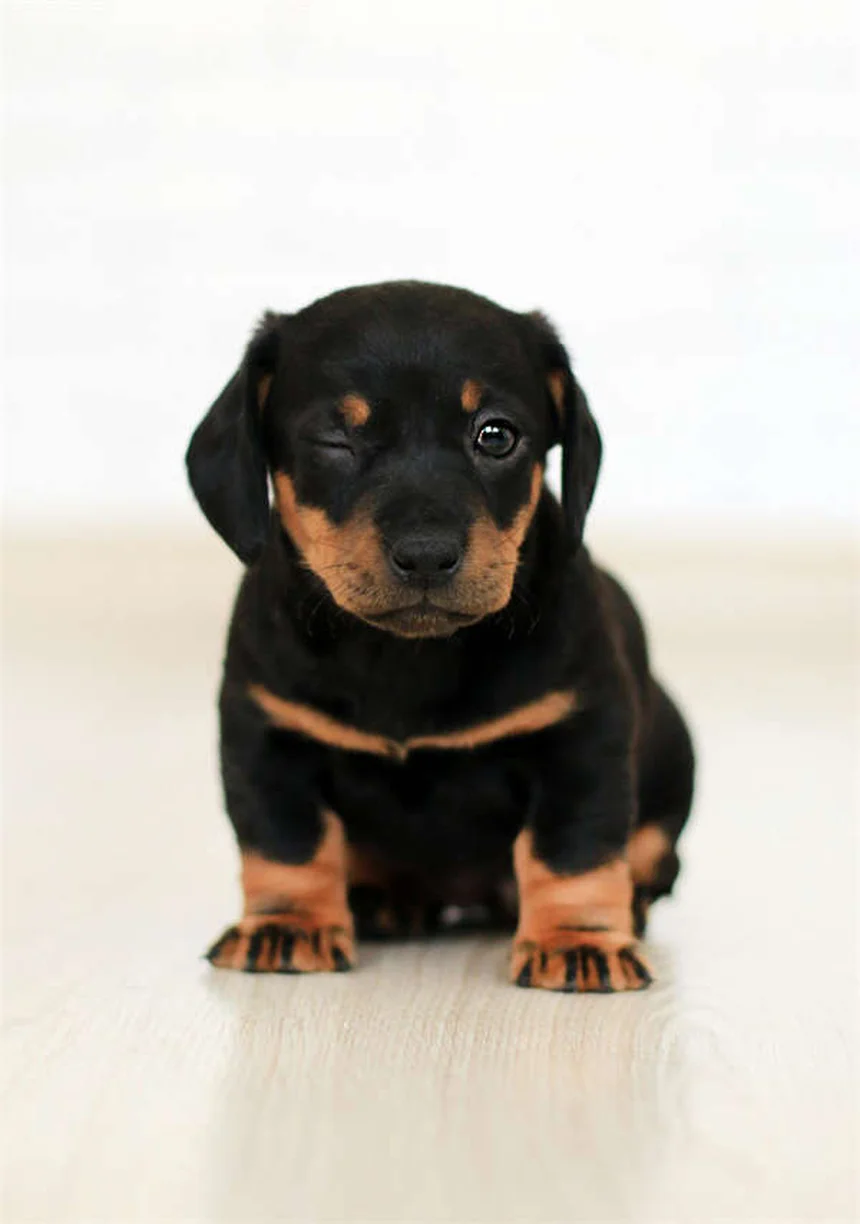 Best Flea and Tick Prevention for Dogs: Keep Your Pup Safe Year-Round