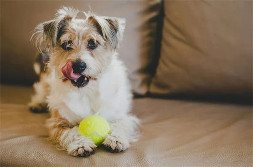Best Flea and Tick Prevention for Dogs: Keep Your Pup Safe Year-Round