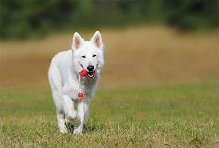 Best Flea and Tick Prevention for Dogs: Keep Your Pup Safe Year-Round