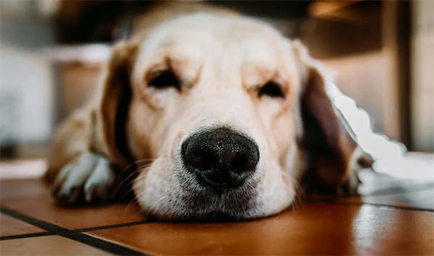 Best Flea and Tick Prevention for Dogs: Keep Your Pup Safe Year-Round
