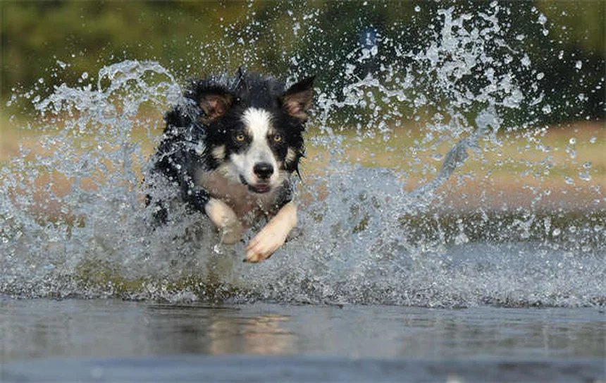How to Tell If Your Dog Is in Pain: 7 Warning Signs Every Pet Owner Should Know