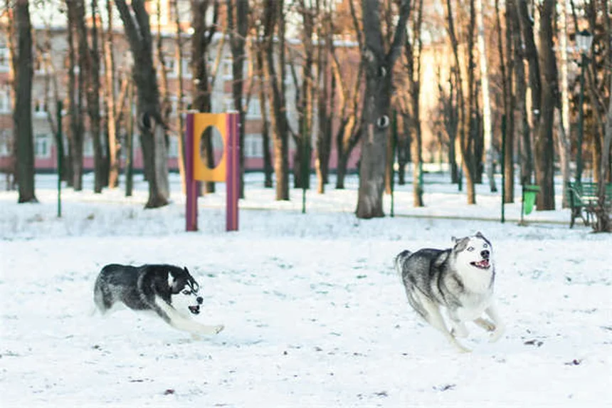 7 Proven Ways to Calm an Anxious Dog Naturally