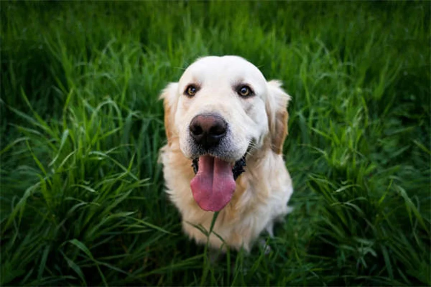 Why Is My Puppy Not Growing? 5 Common Causes of Stunted Growth