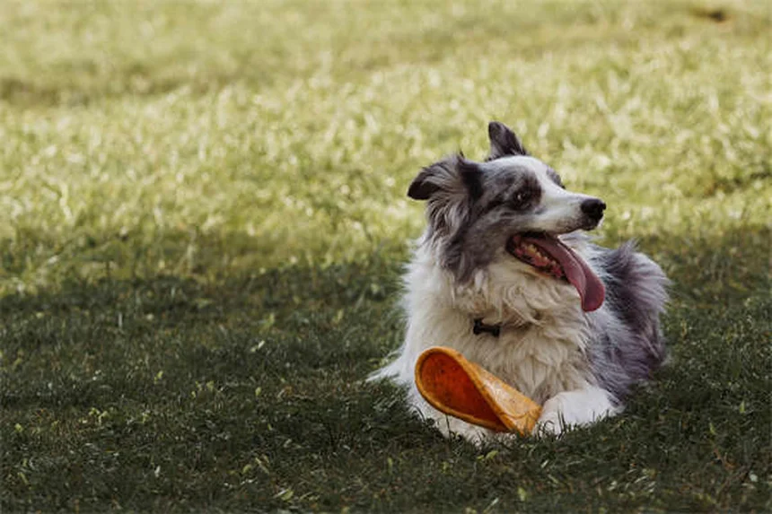 Why Is My Puppy Not Growing? 5 Common Causes of Stunted Growth
