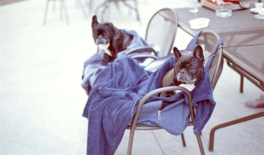 Why Is My Puppy Not Growing? 5 Common Causes of Stunted Growth