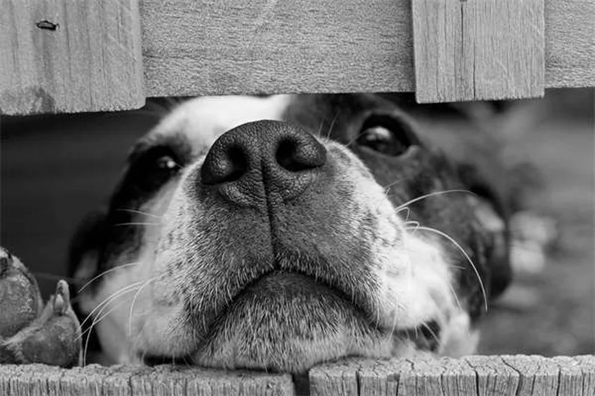 Why Is My Puppy Not Growing? 5 Common Causes of Stunted Growth
