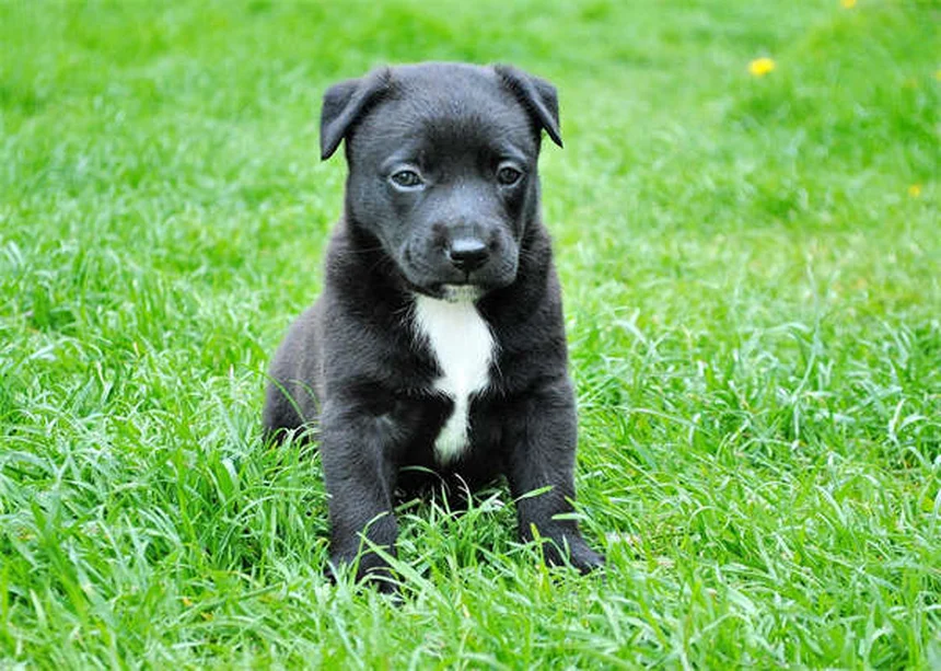 How to Spot and Treat Fleas on Dogs: 5 Signs Your Pup Has Fleas