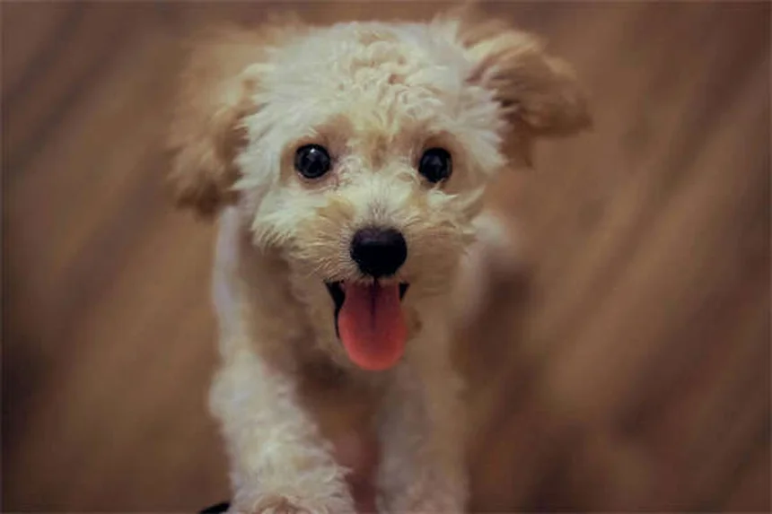 Why Isn't My Puppy Gaining Weight? 5 Common Causes & Solutions