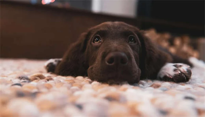 Clostridial Enterotoxicosis in Dogs: Symptoms, Treatment & Prevention