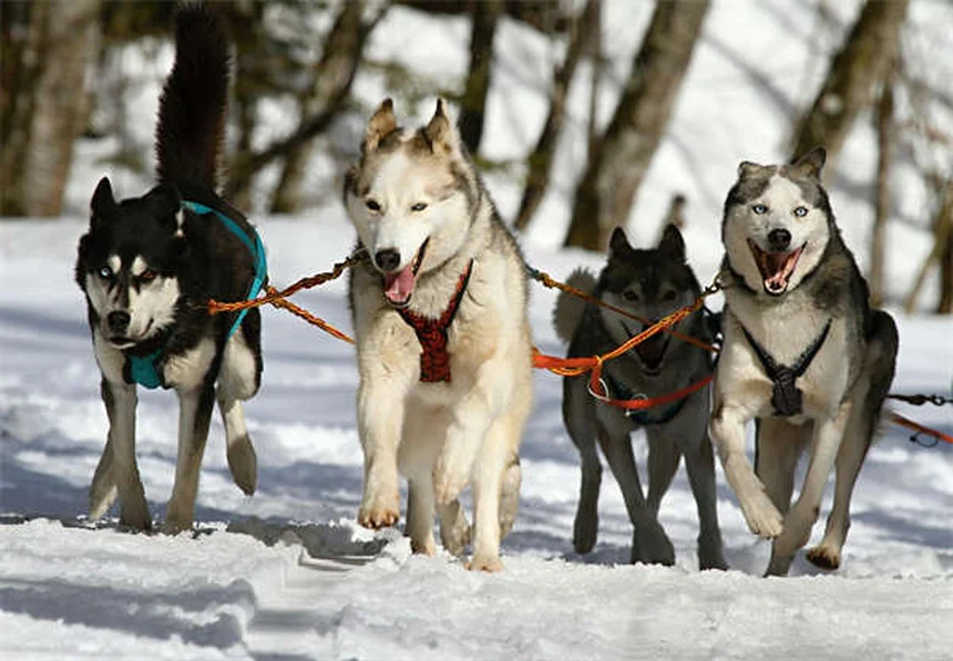 Can Ticks Jump? The Truth About How Ticks Get on Dogs