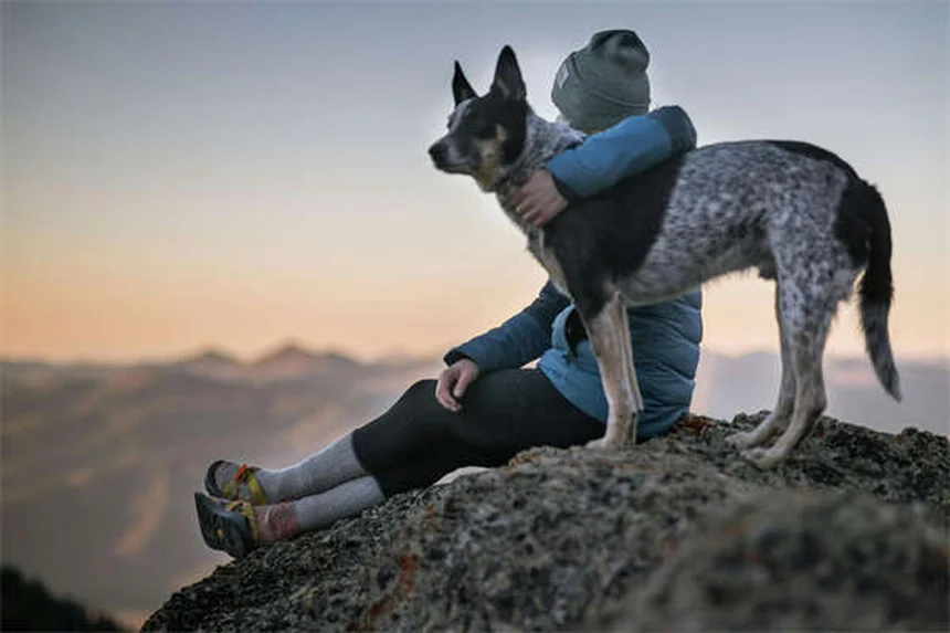 Why Is My Dog Peeing So Much? 7 Common Causes & When to Worry