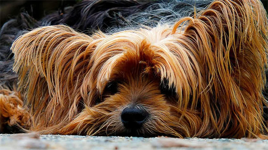 Why Is My Dog Peeing So Much? 7 Common Causes & When to Worry