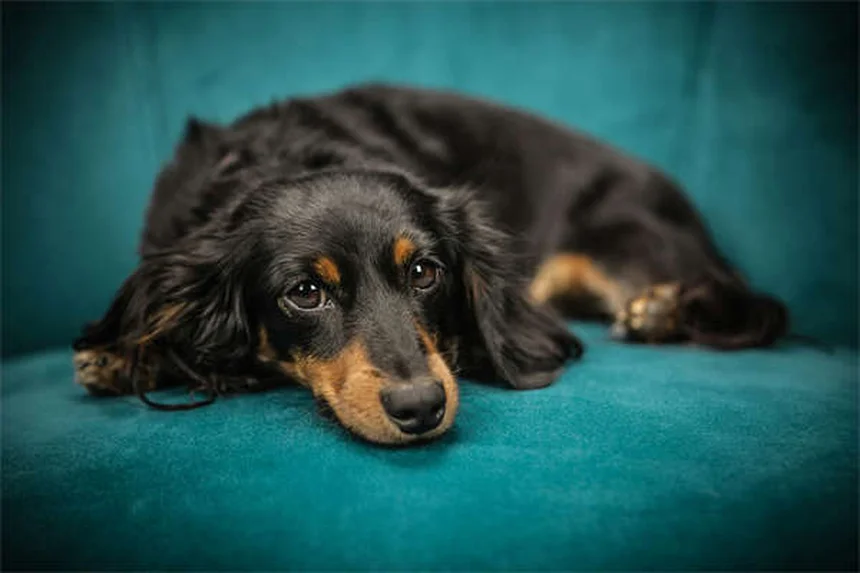 Should Dogs Be Allowed on Couches? The Ultimate Guide for Pet Owners