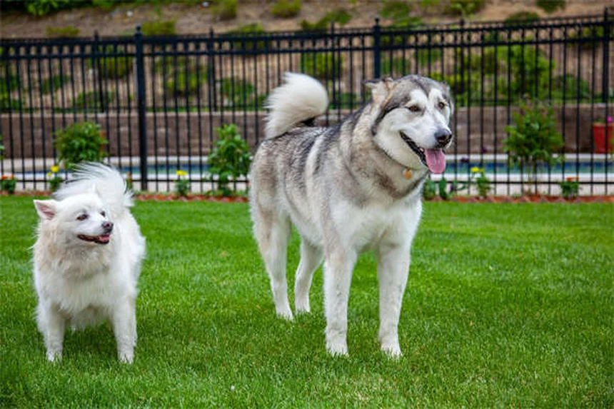 Should Dogs Be Allowed on Couches? The Ultimate Guide for Pet Owners