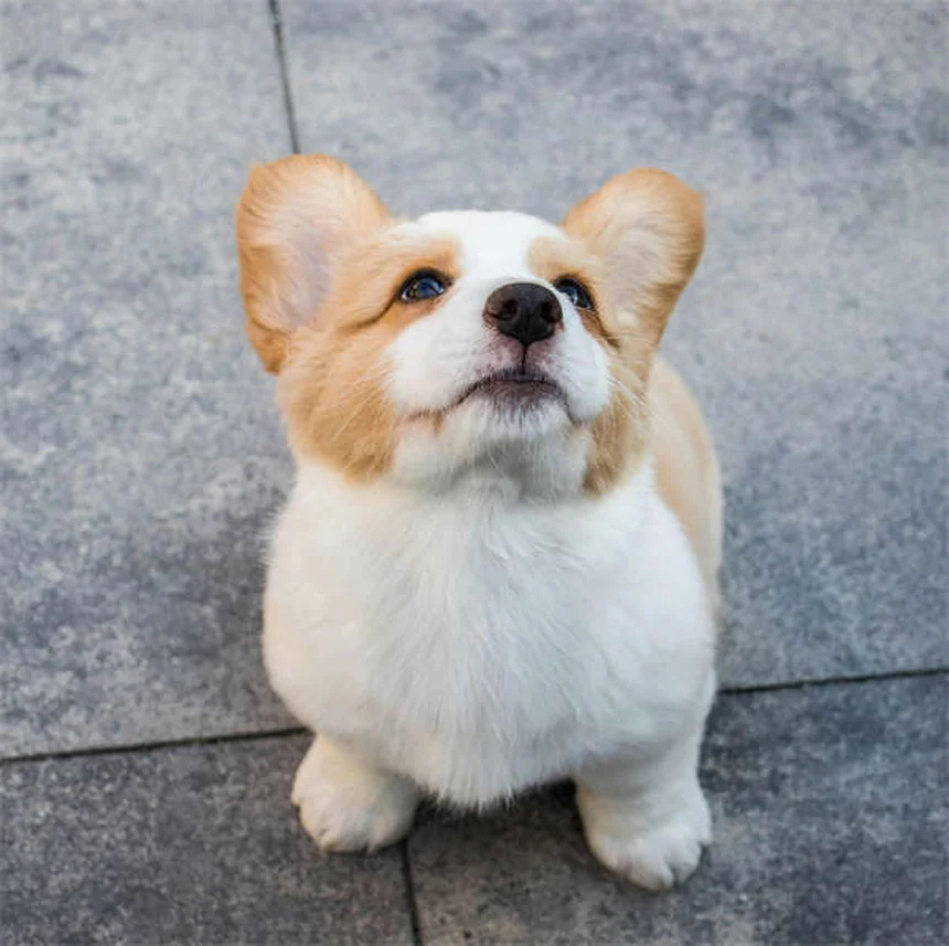 Should Dogs Be Allowed on Couches? The Ultimate Guide for Pet Owners