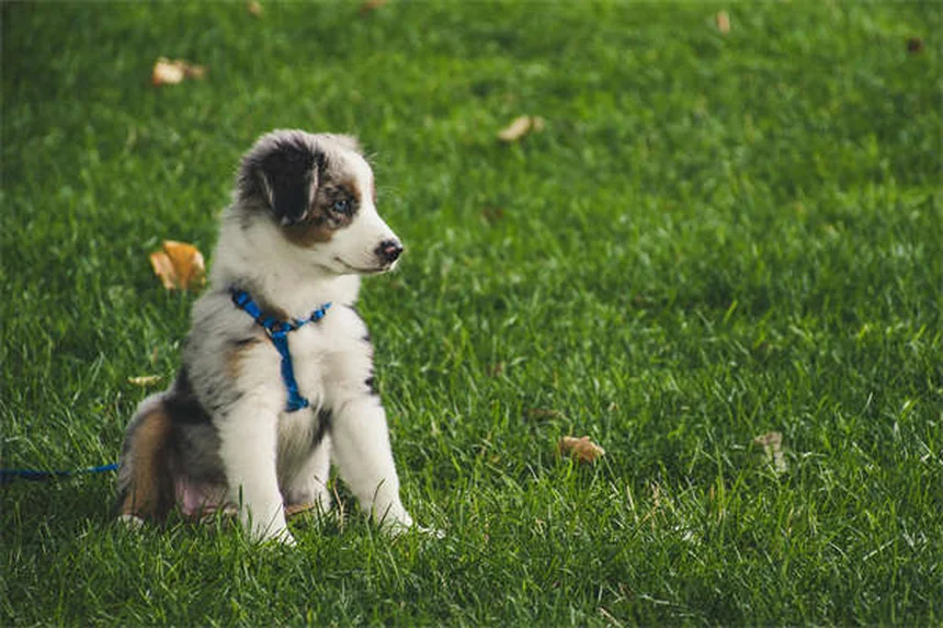 Dog Constipation: 5 Vet-Approved Solutions to Help Your Pup Poop