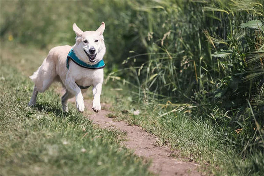 How to Get Rid of Fleas on Rabbits: Safe & Effective Solutions
