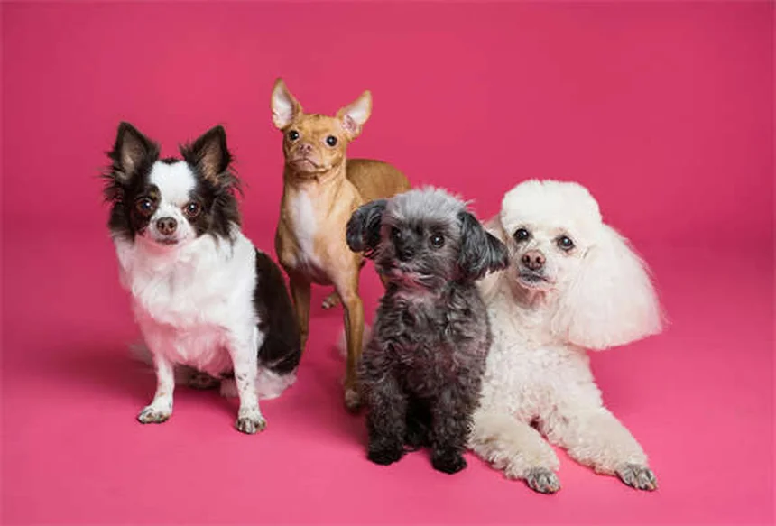 Benadryl for Dogs: Safe Dosage & Side Effects Guide (Vet Approved)
