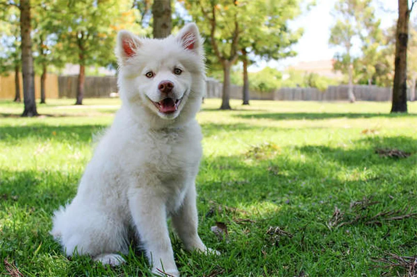 Bravecto® for Dogs & Cats: Flea & Tick Protection That Works